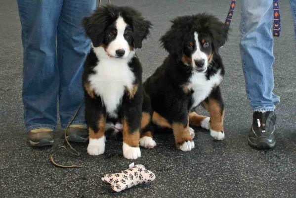Romeo and Balsam Graduate from Puppy Class.
16 Weeks Old.
