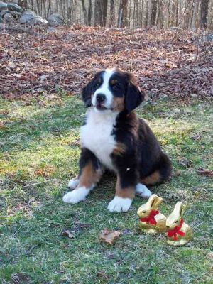 Bella Rose On Easter Day
