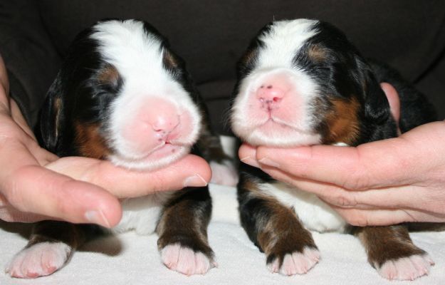 Boys Romeo and Valentino Day 7
