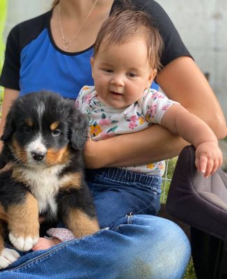 Our Professional Puppy Handlers - The Brown Family
