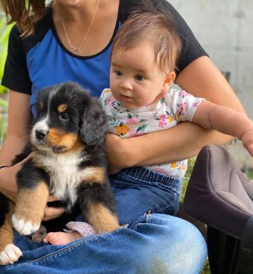 Our Professional Puppy Handlers - The Brown Family
