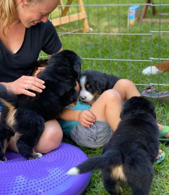 Our Professional Puppy Handlers - The Brown Family
