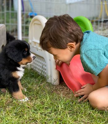 Our Professional Puppy Handlers - The Brown Family
