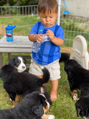 Our Professional Puppy Handlers - The Brown Family
