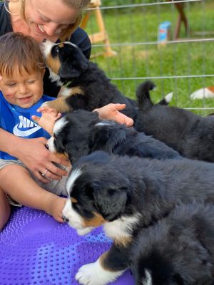 Our Professional Puppy Handlers - The Brown Family
