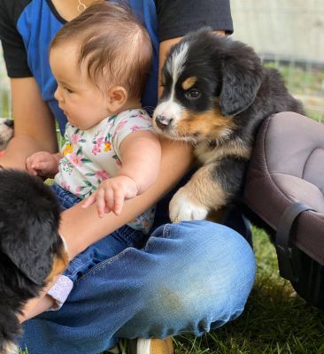 Our Professional Puppy Handlers - The Brown Family
