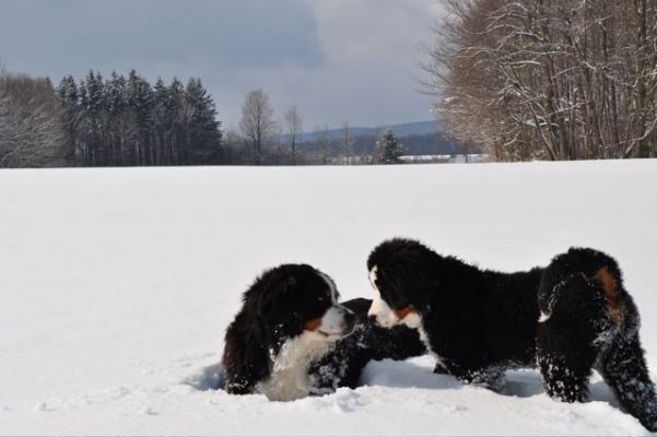 Cannon and Her Big Sister Gerta.
Cannon makes it to cheer on resting Gerta  who was plowing the way   
on 2/27/11

