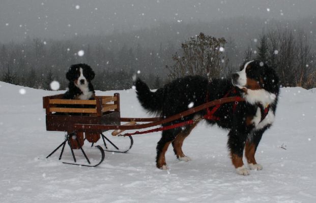 Jefferson Takes Ripley for a Sleigh Ride
