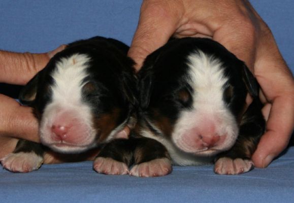 Cascade and Ripley Day 1
Cascade First Born - Female - 1.3 Pounds
Ripley Second Born - Female - 1.5 Pounds
