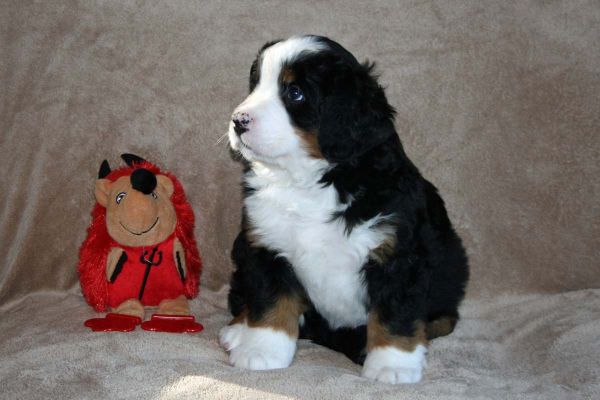 Coggin - 42 Days old
11.25 Pounds.
