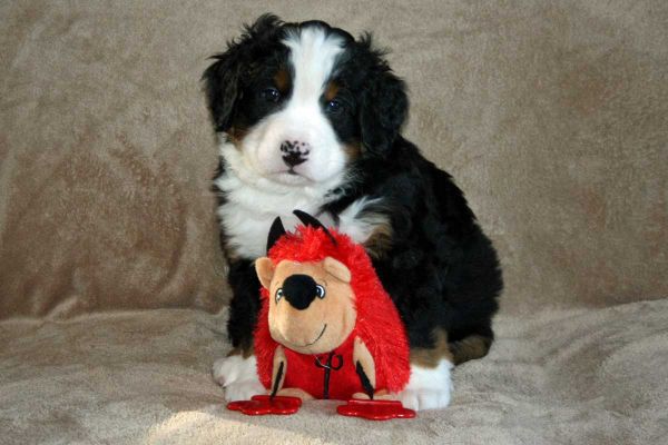 Coggin - 42 Days Old
11.25 Pounds.
