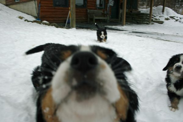 Pups In Snow Day 48
