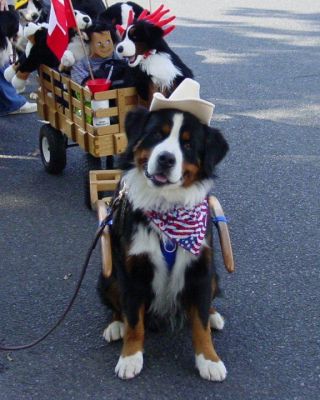 Always Delivering a Smile
"Mac"

September 15, 1999 - May 17, 2006

CH Tennescott Machias Oscar Fils
CD, NDD, DD, NBDD, BMDCA Versatility, CGC, HIT, TDIAOV
 
AKC Canine Good Citizenship - May 6, 2001

Therapy Dog International Certification - May 6, 2001

AKC Novice Obedience Companion Dog - November 18, 2001

NJVF Animal Hall of Fame Award – March 3, 2002

AKC Championship – September 15, 2002

BMDCA Novice Draft Dog - October 6, 2002

Herding Instinct Test - May 7, 2003

Dog Fancy Cover Boy - July 2003

BMDCA Draft Dog - October 4, 2003

BMDCA Novice Brace Draft Dog - May 9, 2004

AKC Award for Canine Excellence Certificate of Honor - June 27, 2005

Therapy Dog International Active Outstanding Volunteer - August 26, 2005

Browntrout Calendar Dog - Mr. May 2006

