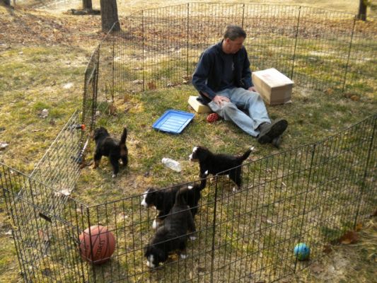 Russ Brown playing with the pups
