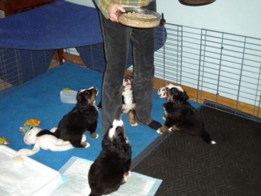 April Brown teaching the pups to sit
This is an amazing picture!  April has taught the puppies to sit and wait for their food.
