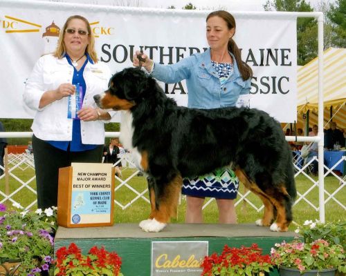 Dalton - New AKC Champion - 23 Months Old
CH Tennescott White Mtns Dalton - Shown beautifully by Sara Gregware.
