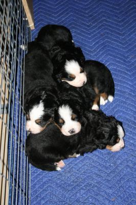 Sleeping Pups - Day 27
