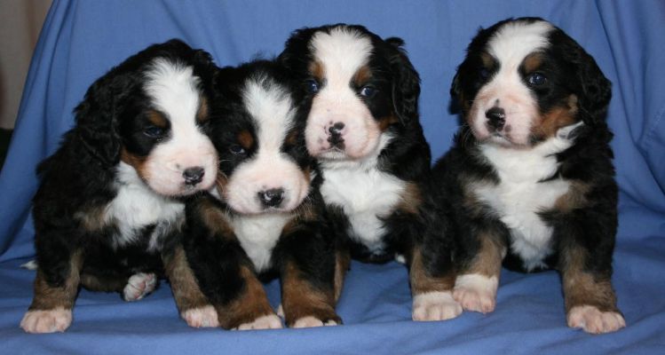 Puppy Group - Day 29
Cascade, Ripley, Kedron & Sabbaday
