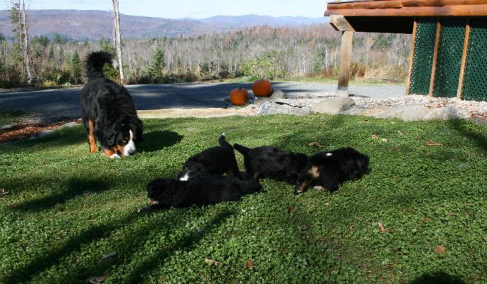 Day 30 - Pups with Jefferson Exploring the Front Yard
