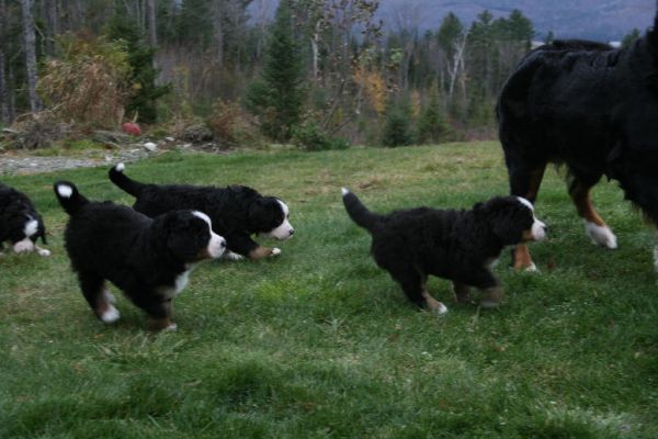 Chasing Mom
Sabbaday, Ripley, Kedron & Cascade
