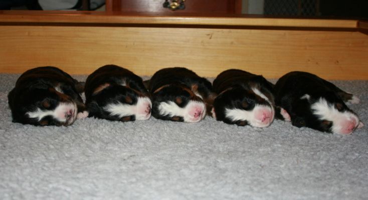 Day 10
Mina, Rose, Valentino, Bella and Romeo
