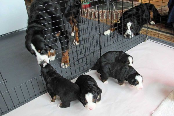 Ripley and Pups 
Pups were moved to their new pen on Day 20.
