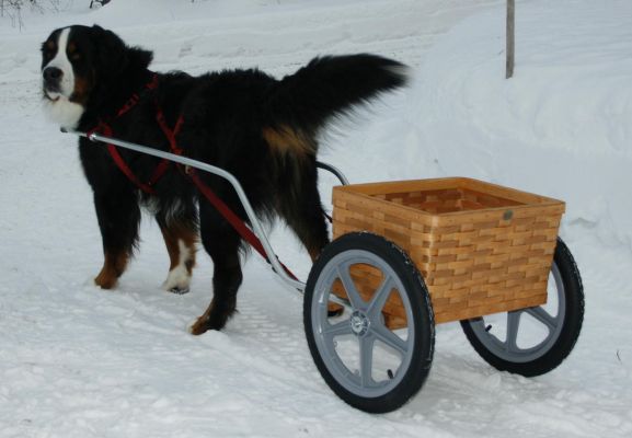 Deluxe 16" Training Wheel Cart with Peterboro Wooden Basket
