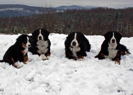 Grander Kessie Jefferson and Ripley
Dogs Enjoy 4 Inches of Fresh Snow on April 16, 2010
