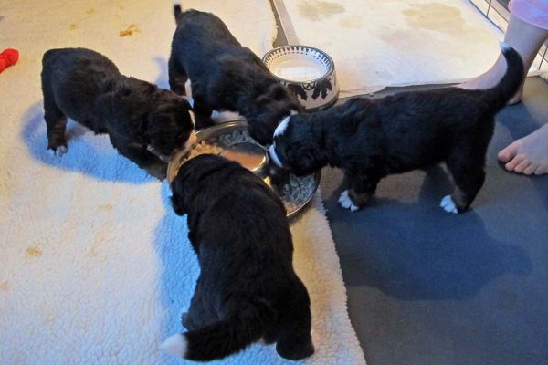 Fist Food - Day 23
The puppies started eating right away after 1 piece of kibble was put in their mouths.
