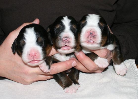 Girls Bella, Mina, and Rose Day 7
