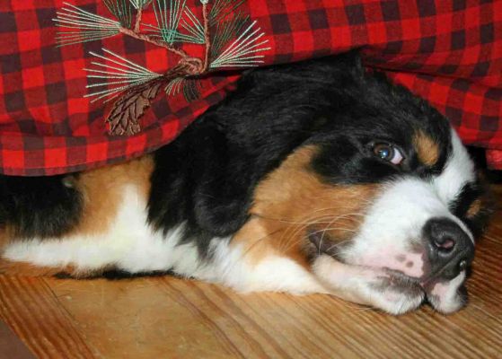 At 14 Weeks Old, He Can Still Get Under The Bed
But not for long!
