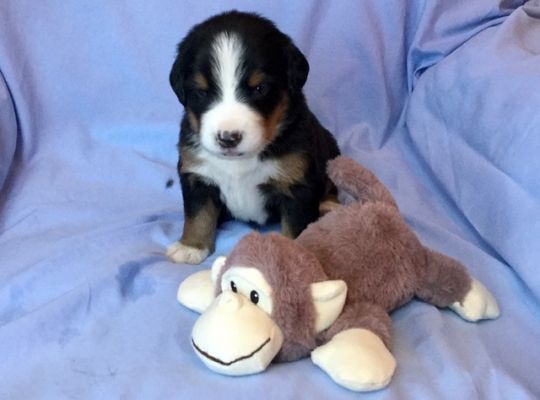 3 Week Old Meadow - Female -3.85 pounds
