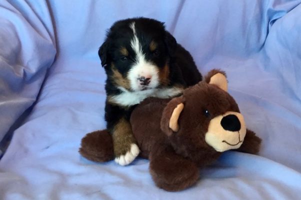 3 Week Old Bumpus - Male - 3.5 pounds
