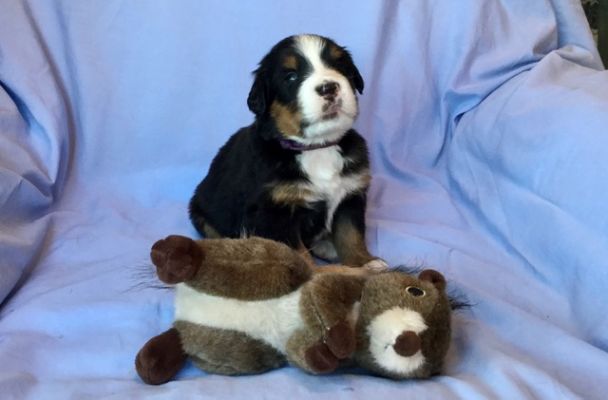 3 Week Old Kendall - Female - 3.7 pounds
