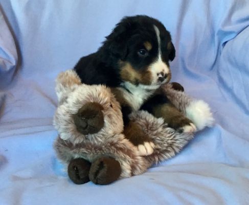 3 Week Old Carter - Male - 3.25 pounds
