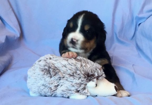 3 Week Old Hannah - Female - 4.0 pounds
