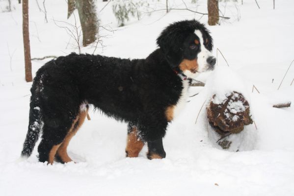 Jackson 5 Months Old
