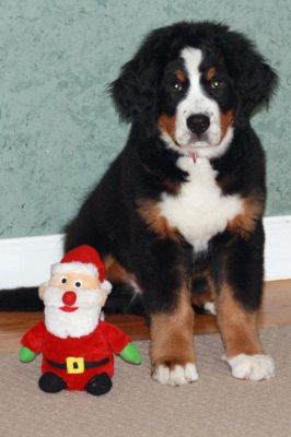 Jackson 3 Months Old.
35 Pounds.
