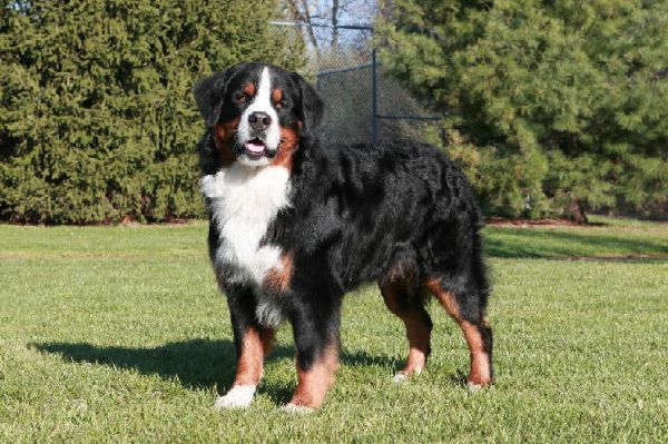 Photo by Mary Bloom
Jeffey

CH Tennescott Jefferson Notch CD, RN, RA, RE, CGC, TDIAOV, NDD, BMDCA Versatility Dog
AKC WS107495/02
Date of Birth - November 16, 2004
AKC Canine Good Citizenship - July 24, 2005
TDI Certification - December 13, 2005
AKC Companion Dog - April 6, 2007
AKC Rally Novice - June 24, 2007
TDIA Certificate of Achievement - June 27, 2007
AKC Rally Advanced - July 15, 2007
AKC Championship - September 15, 2007
AKC Rally Excellent - July 5, 2008
TDIAOV Certificate of Achievement - July 10, 2008
BMDCA Novice Draft Dog - October 4, 2008
BMDCA Versatility Dog - October 4, 2008
