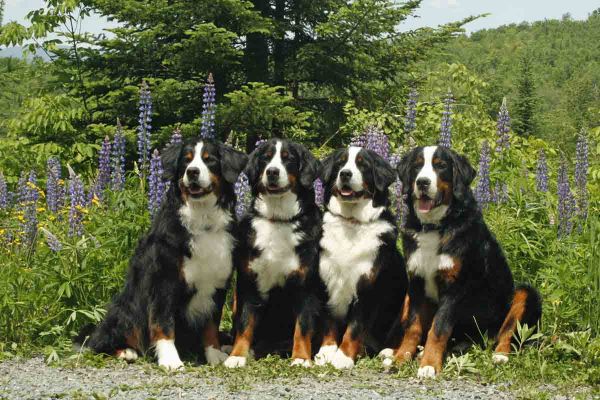 Kessie Ripley Balsam and Laukie
Balsam is between her half brother, Laukie, and mother, Ripley.  Grandmother, Kessie, is on the left.
