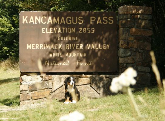 Tennescott White Mtns Kancamagus
Mangus
June 8, 2009 - January 6, 2010
Our sweet Mangus was euthanized after his third relapse of Aspetic Meningitis
