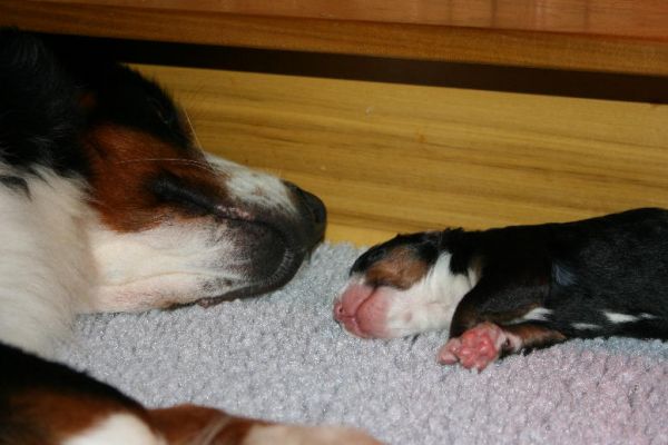 Day 3 - Sleeping Nose to Nose - Kessie and Cascade
Kessie likes that puppy breath too.
