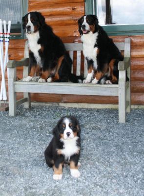 Mangus with Jefferson his father and Kessie his Grandmother
