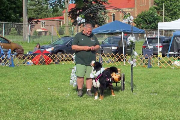 Kessie and Bill In the Veteran Parade
Kessie struts her stuff at the BMDC of SW Ontario Specialty on June 8, 2013.  Kessie is 10 years and 7 Months old!
