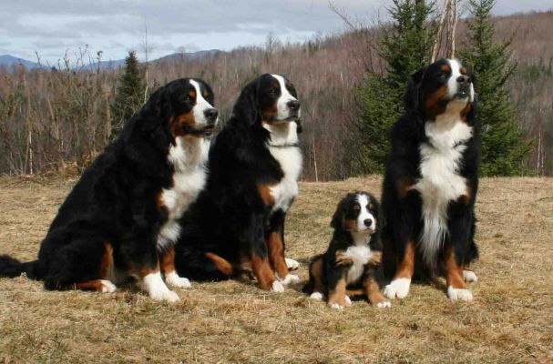 Kessie, Ripley and Jefferson with Grander
Tennescott White Mtns Grandeur came home on April 1st.  He was born on February 2nd, 2010 the son of CH Tennescott White Mtn Majesty (Jefferson's littermate) and AM/CAN CH Miroco Alexandre Le Grand (Ripley's father).
