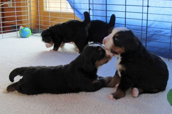 Lafayette and Moosilauke - Day 23
The puppies are really starting to play with each other.
