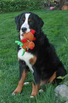 Laukie 9 Months Old
~86 Pounds.
