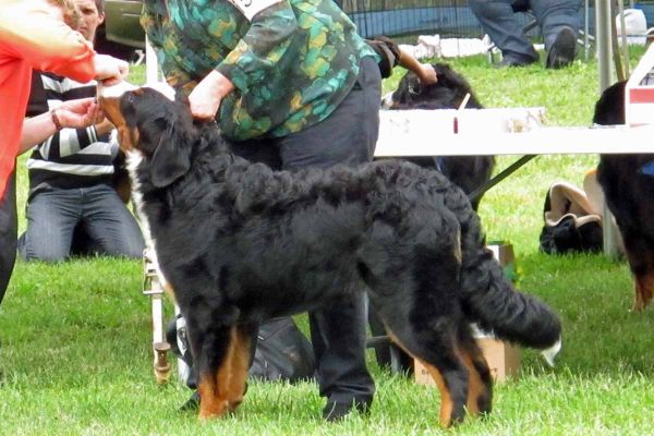 Laukie's First Dog Show
He is 7 Months Old.  He participated in the Erie Shores BMD Ontario Specialties Shows June 7-9, 2013.
