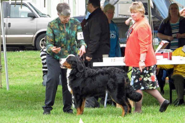 Laukie's First Dog Show
He is 7 Months Old.  He participated in the Erie Shores BMD Ontario Specialties Shows June 7-9, 2013.
