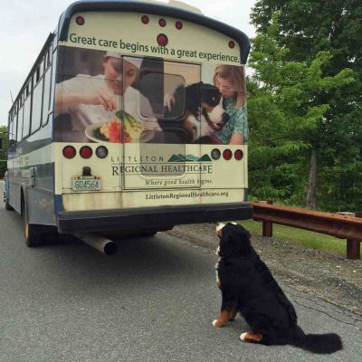 Laukie And His Bus
